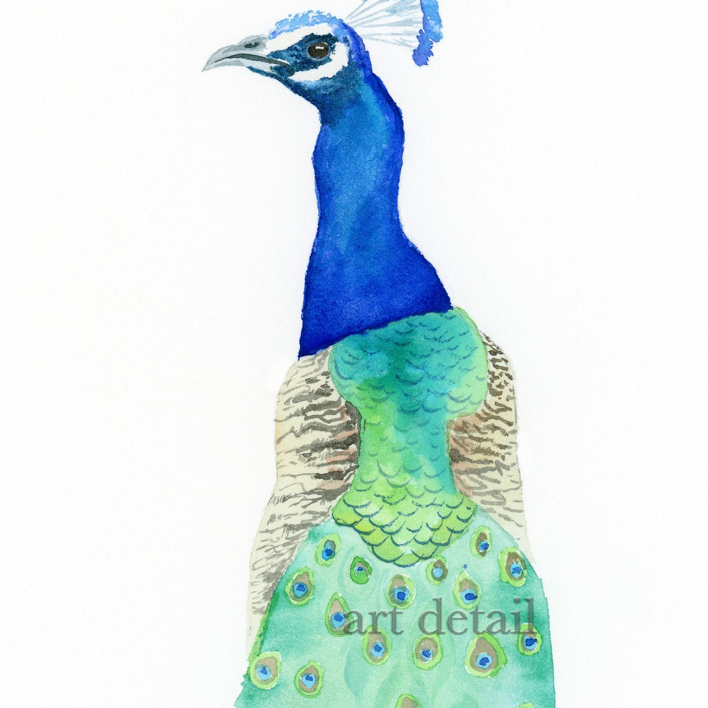 Peacock No2 - Art Print