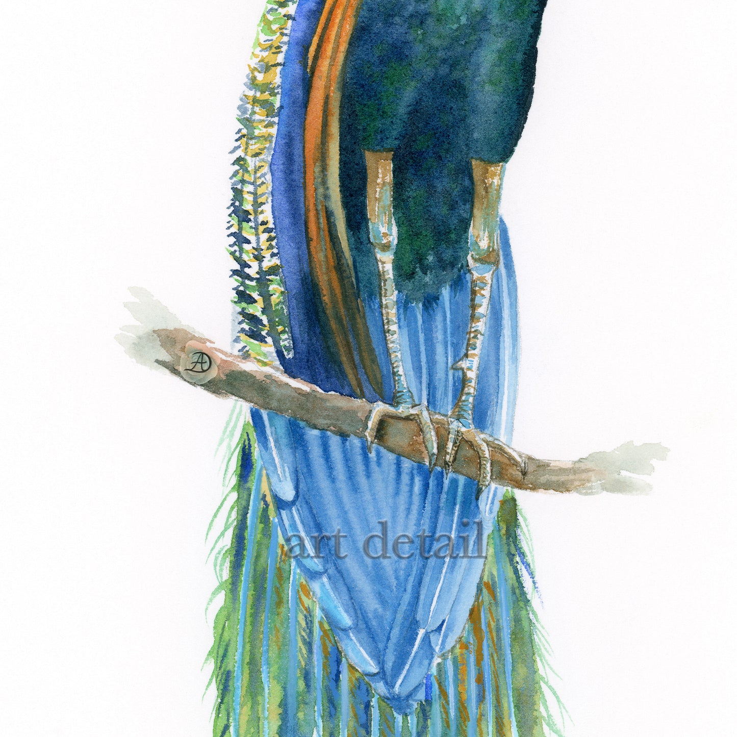 Peacock No3 - Art Print