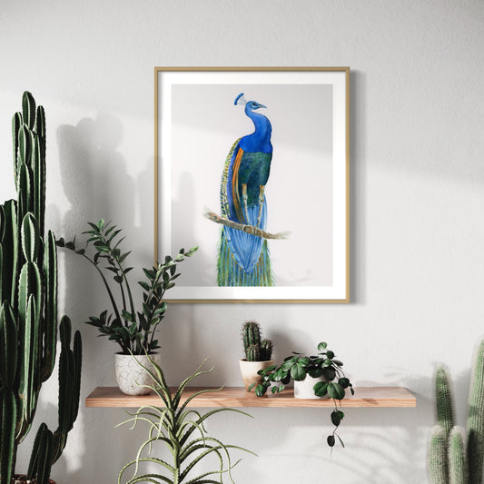 Peacock No3 - Art Print