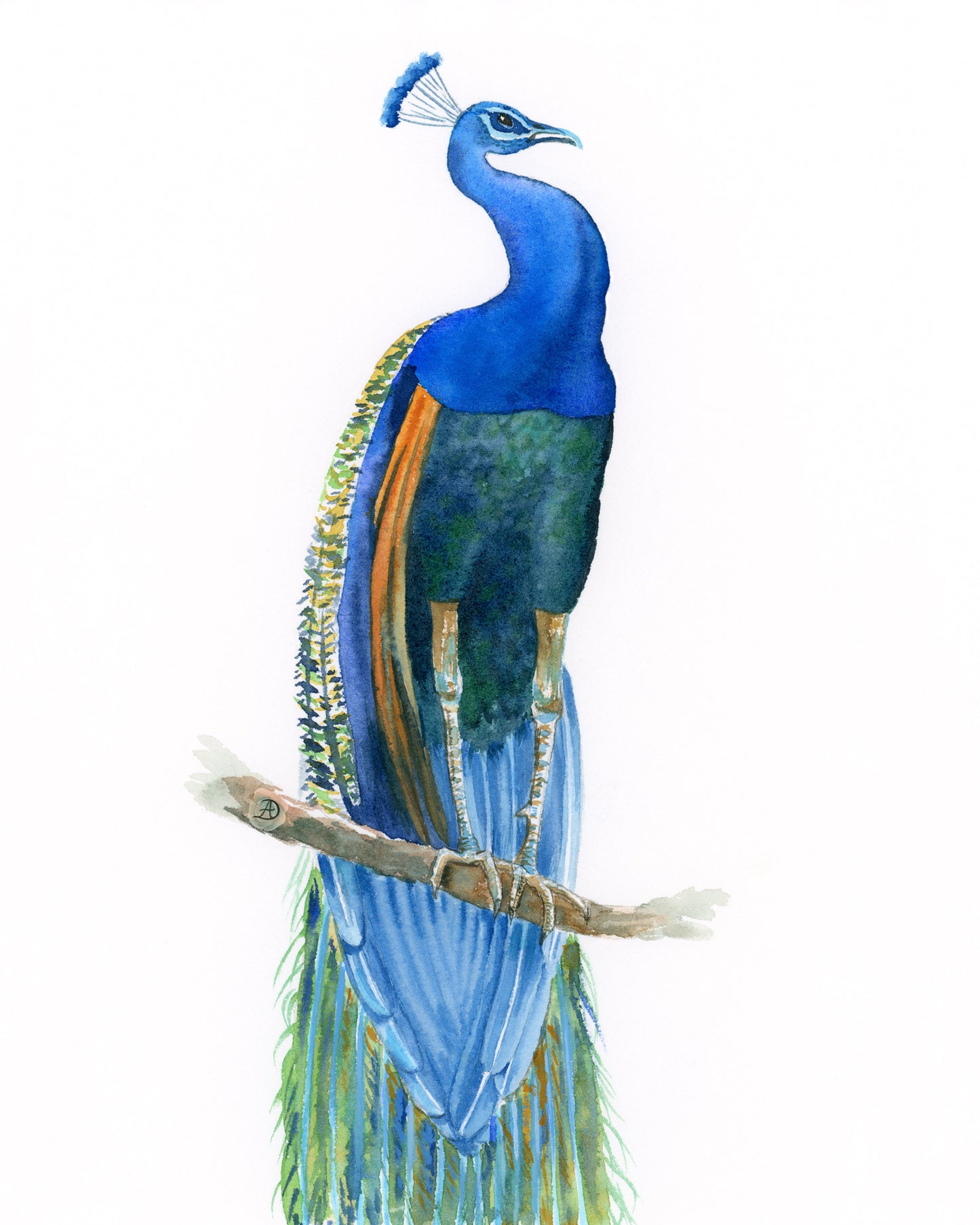 Peacock No3 - Art Print