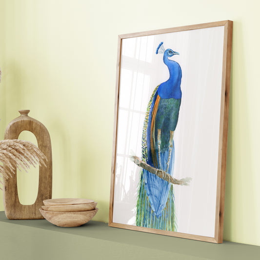 Peacock No3 - Art Print