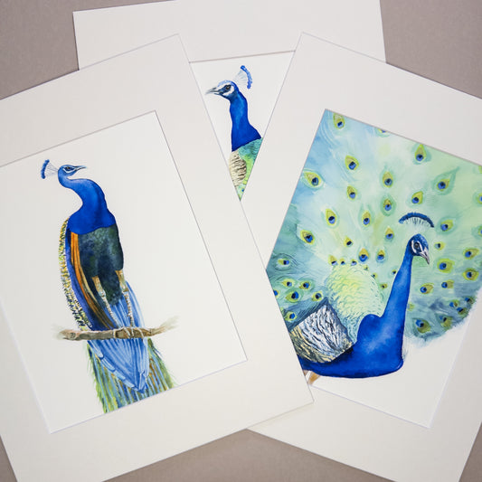 Set of Three Peacocks - Matted Art Prints