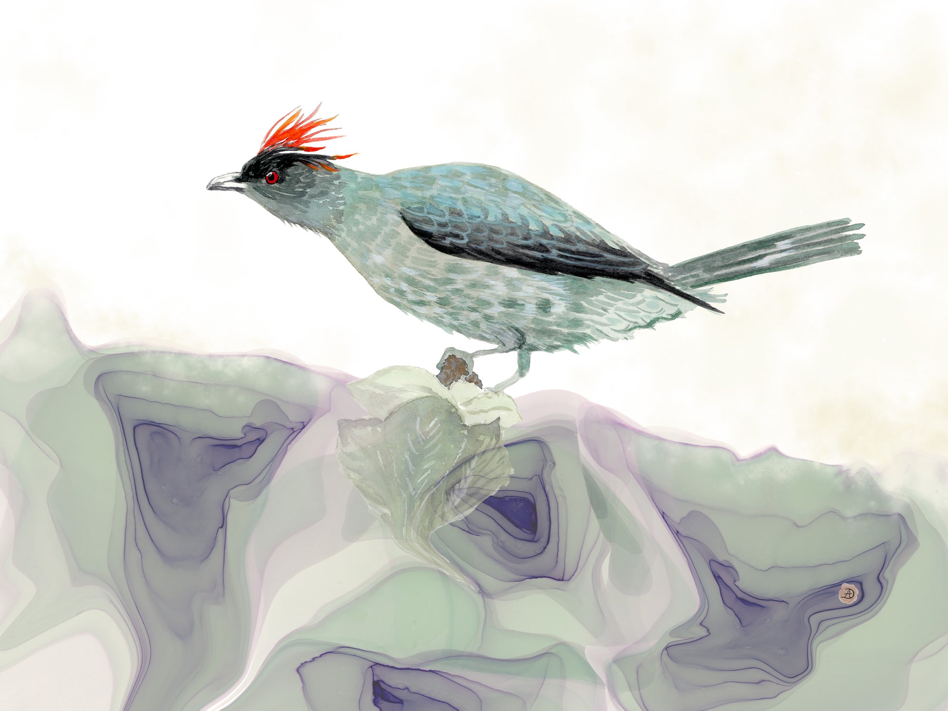 Red-crested Cotinga, a Bird Painting