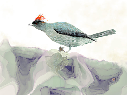 Red-crested Cotinga, a Bird Painting