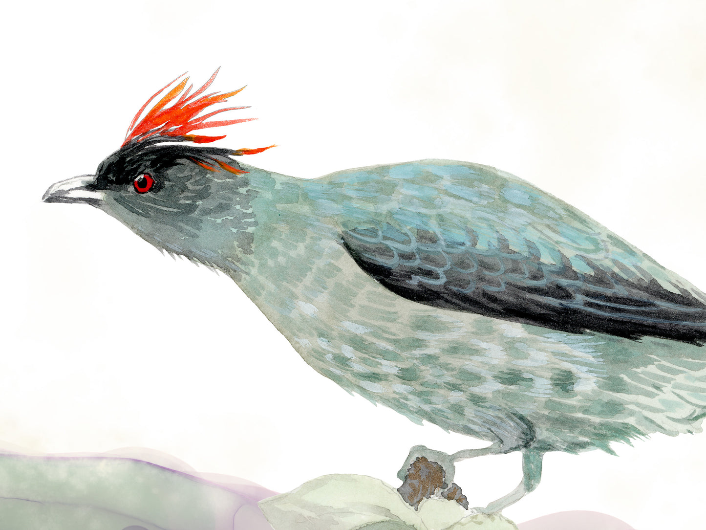 The Red-crested Cotinga Art Print