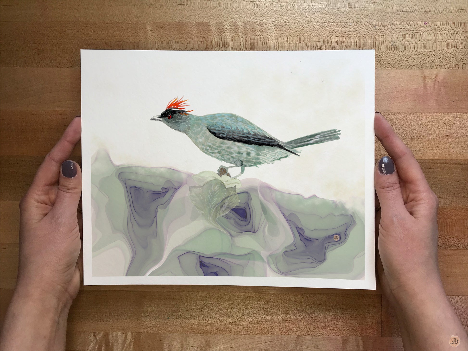 Bird art print of Red-crested Cotinga