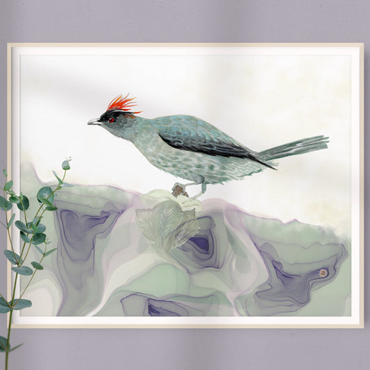 Framed art print of a Red-crested Cotinga Bird
