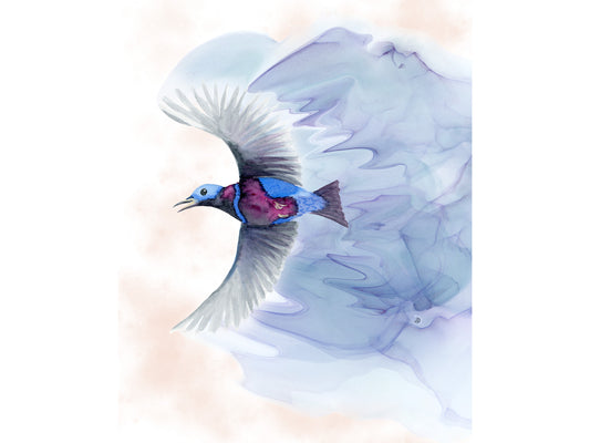 The Banded Cotinga Bird Art Print