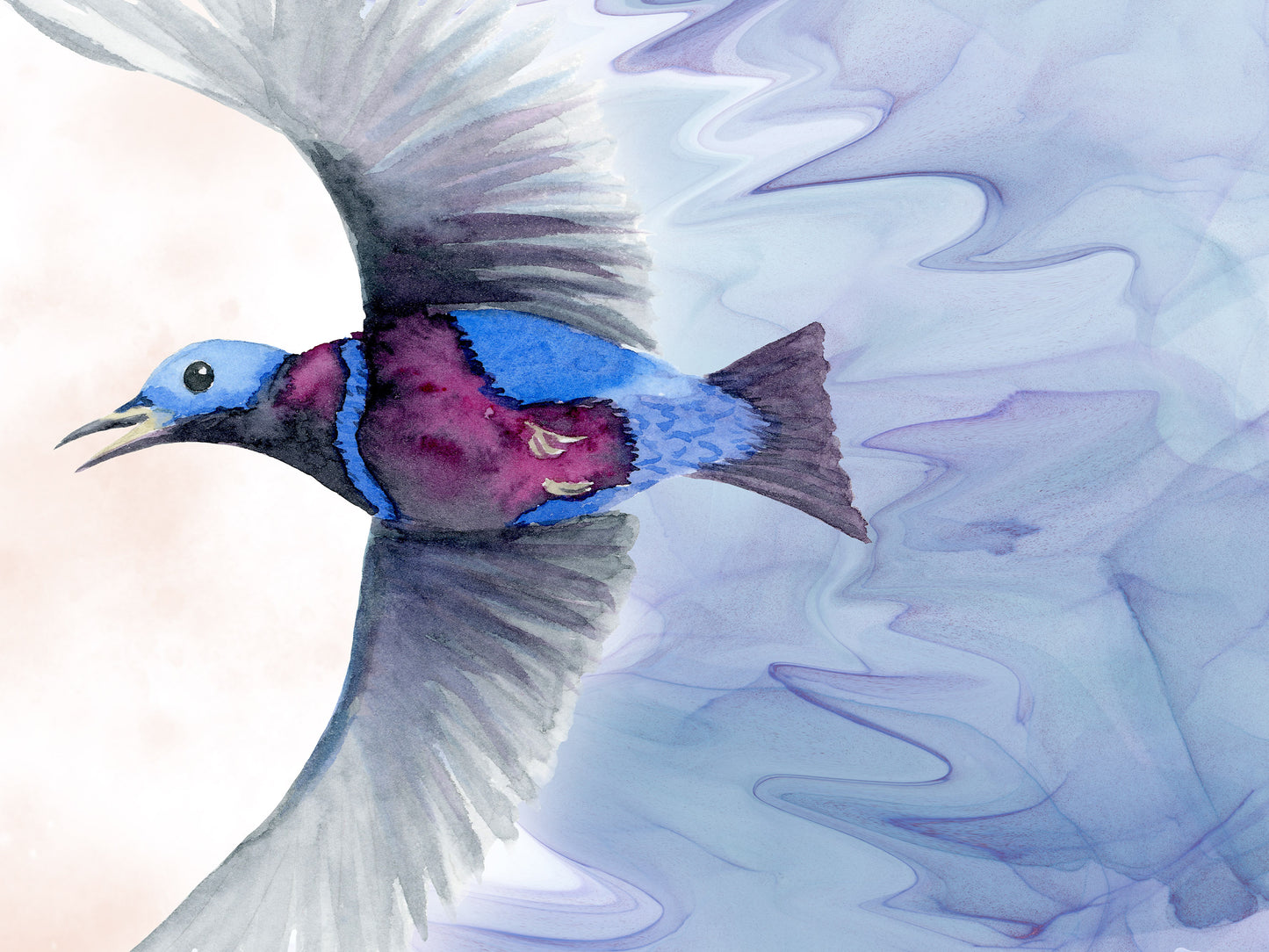 The Banded Cotinga Bird Art Print