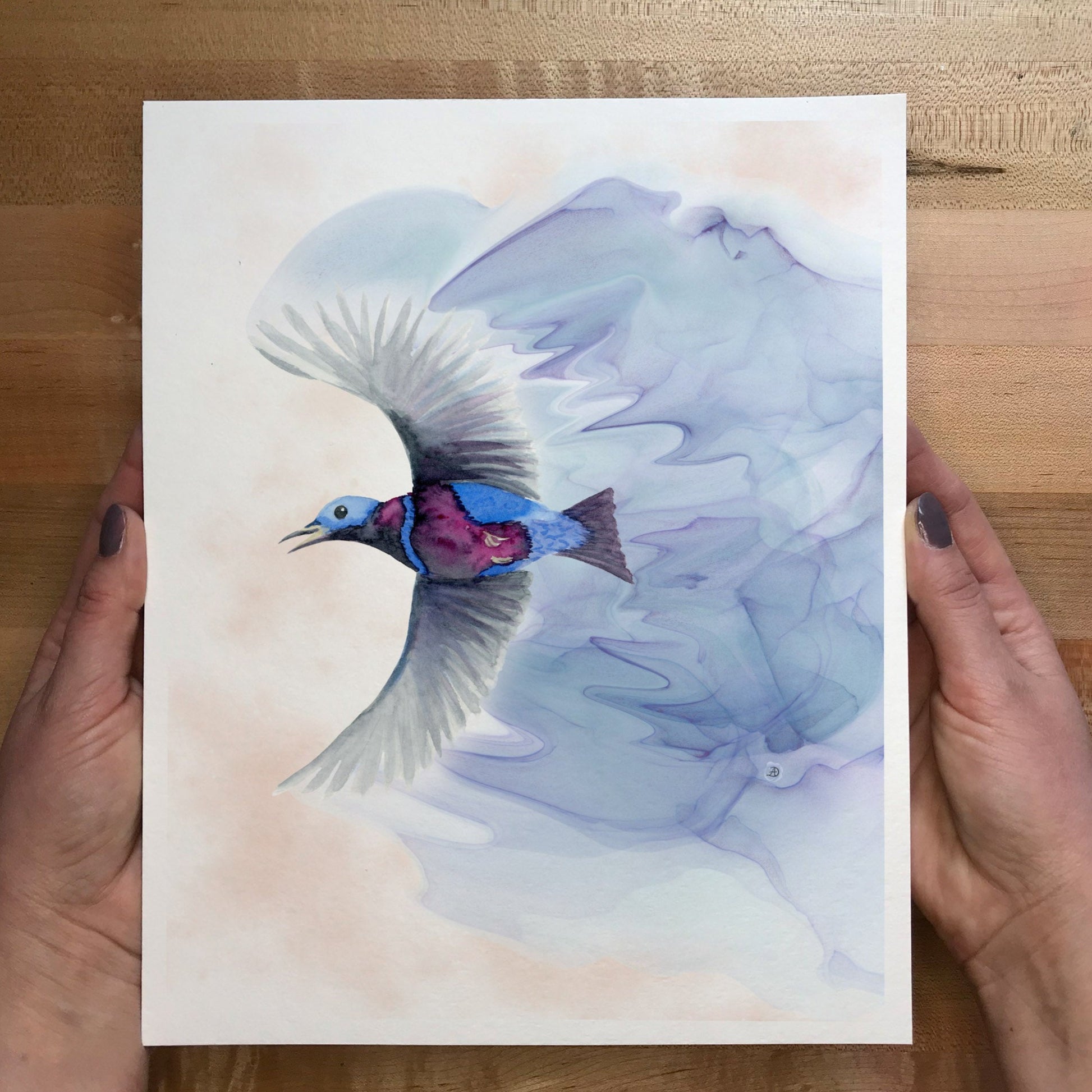hands holding art print of a watercolor paining with a Banded Cotinga bird