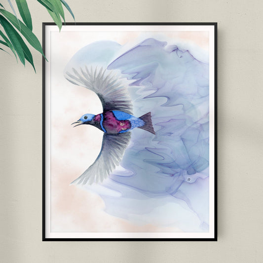 Framed art print of a Banded Cotinga Bird painting