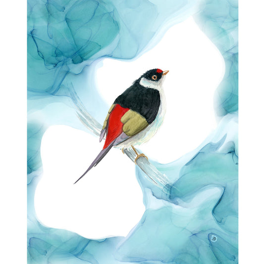 Pin-tailed manakin bird art