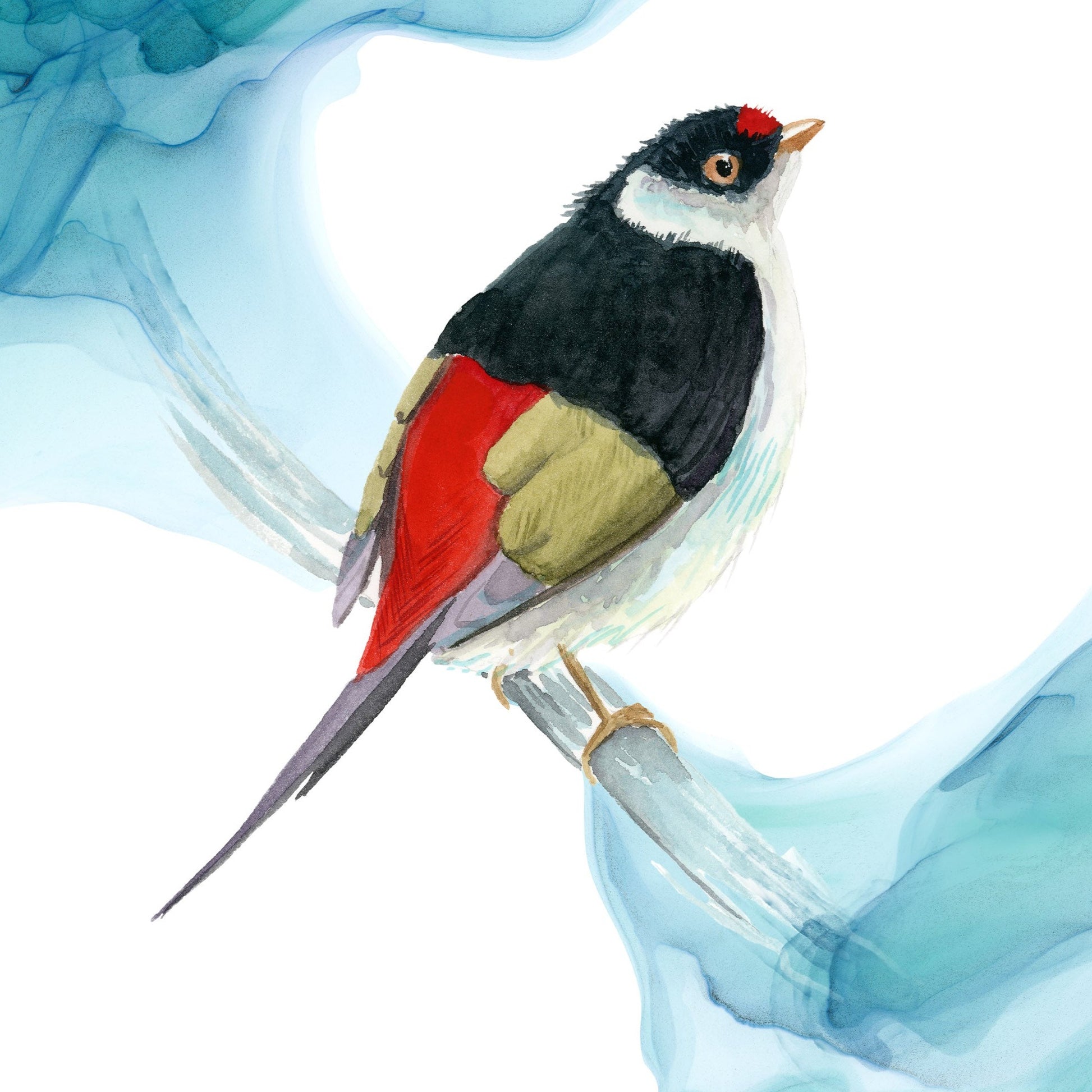 Pin-tailed manakin bird art detail