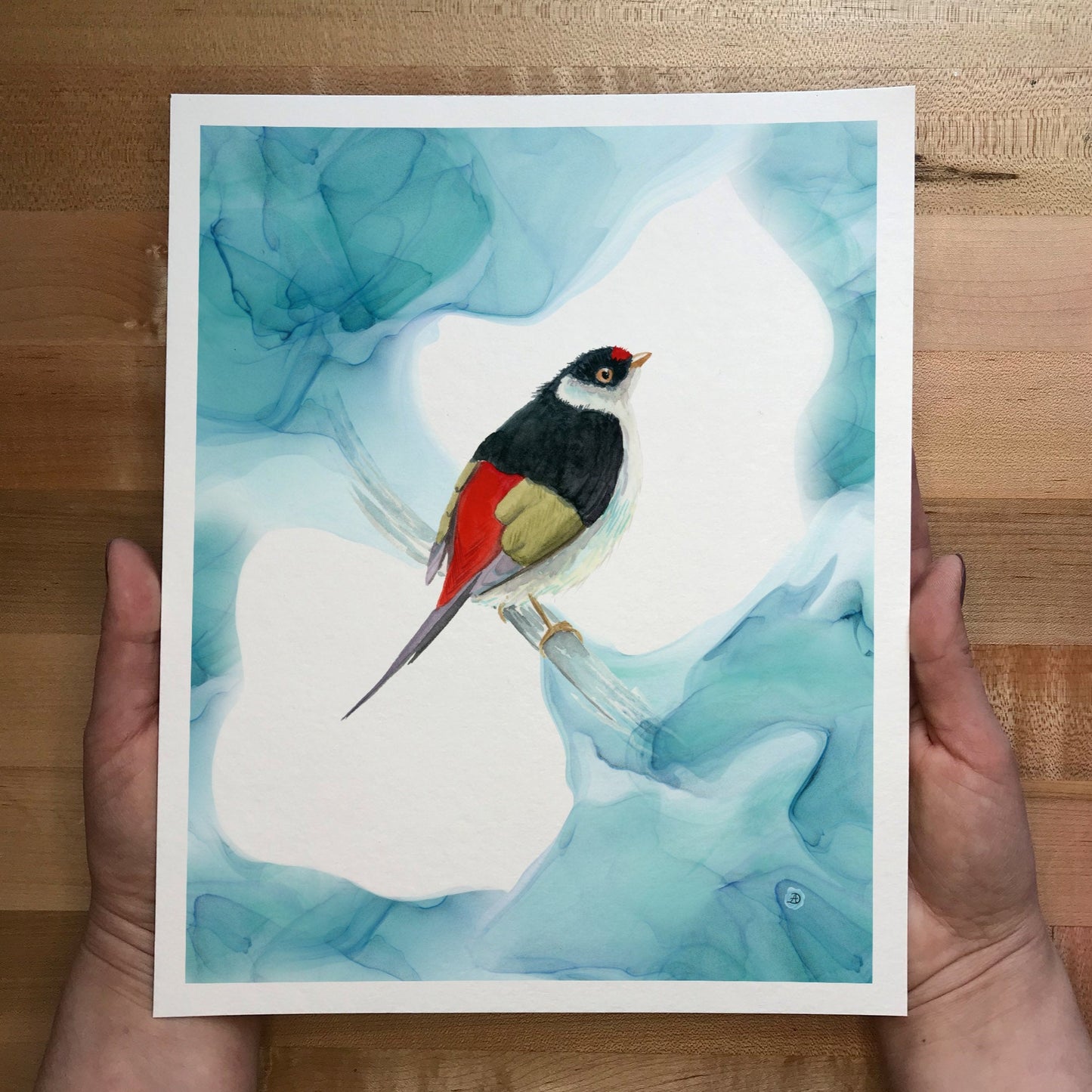 The Pin-tailed Manakin Art Print
