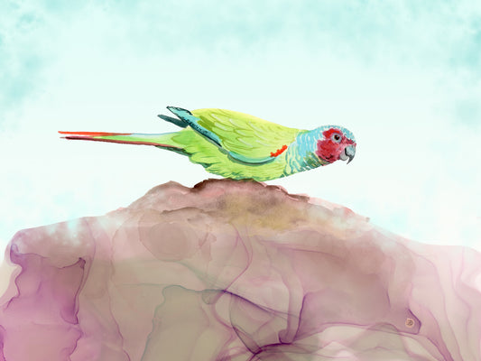 Pfrimer's Parakeet - Tropical Bird Art Print