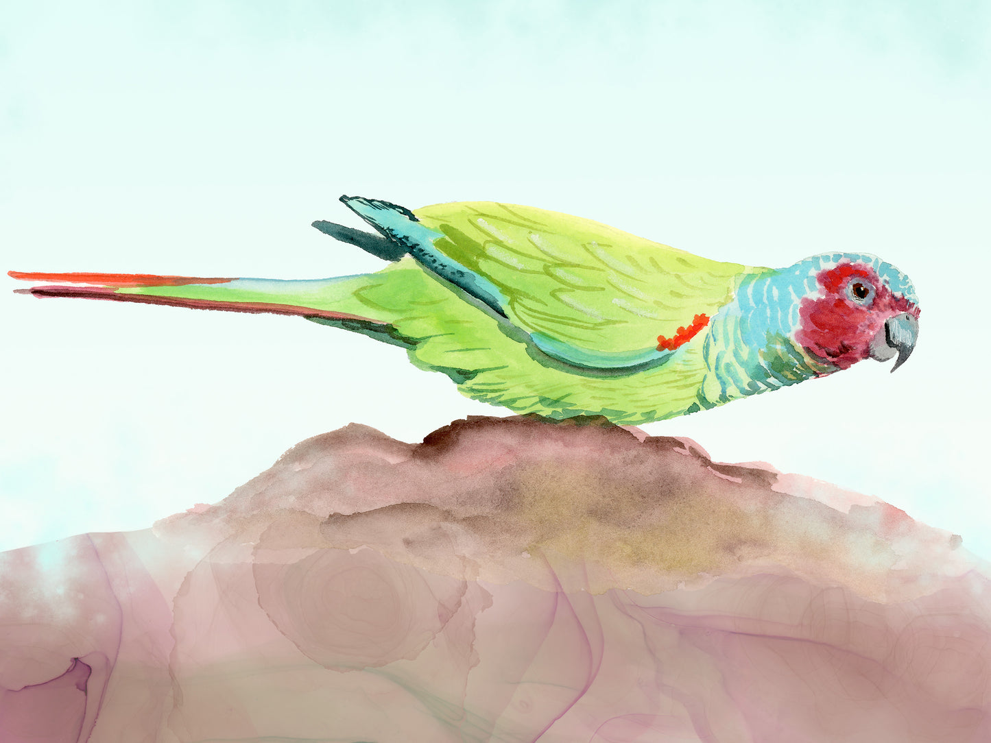 Pfrimer's Parakeet - Tropical Bird Art Print