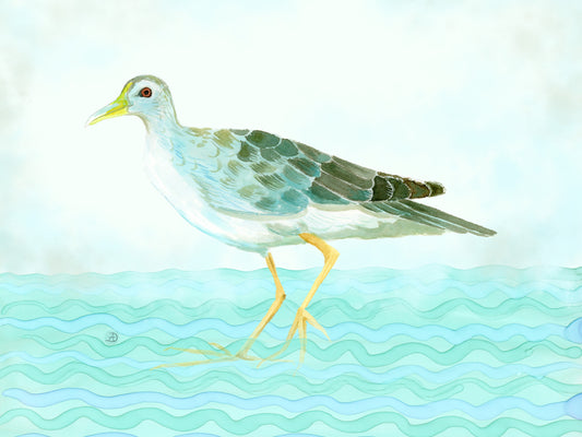 Azure Gallinule - Bird Art Print