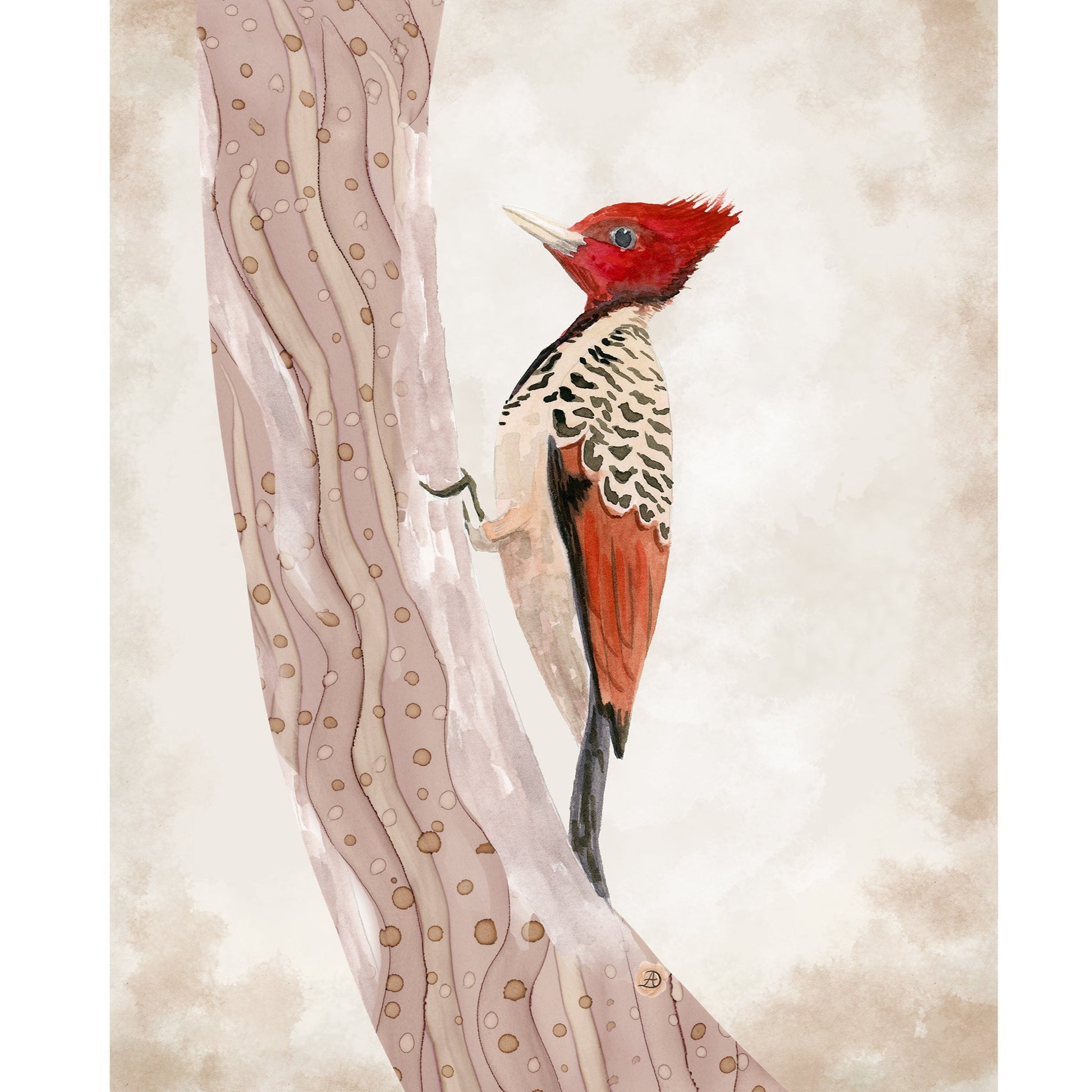 Kaempfer's Woodpecker - Giclee Art Print by Andreea Dumez