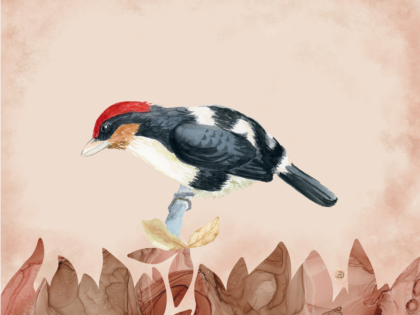 Black-girdled Barbet Bird Art Print