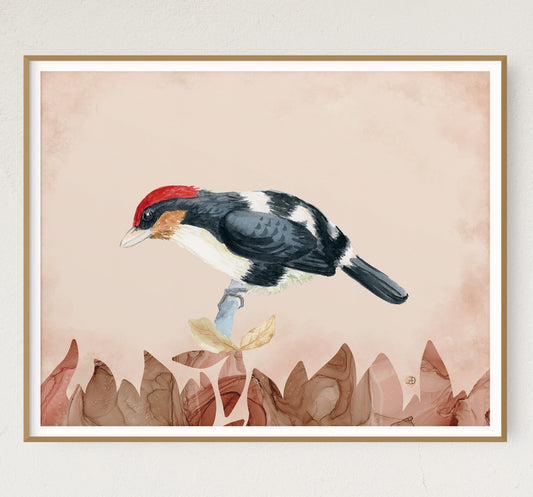 Black-girdled Barbet - Bird Art Print by Andreea Dumez