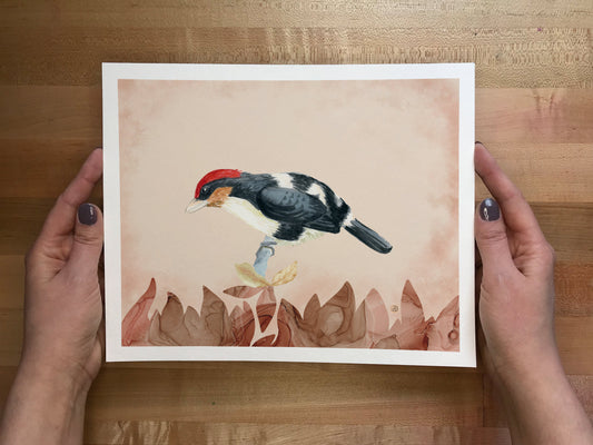 Black-girdled Barbet Bird Painting by Andreea Dumez