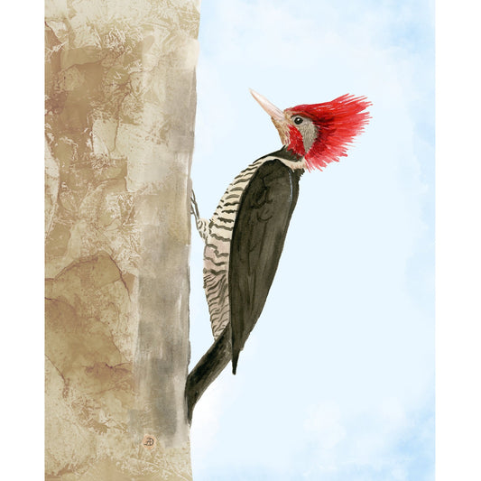 Helmeted Woodpecker - Art Print