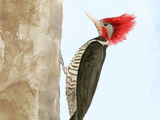 Helmeted woodpecker art print