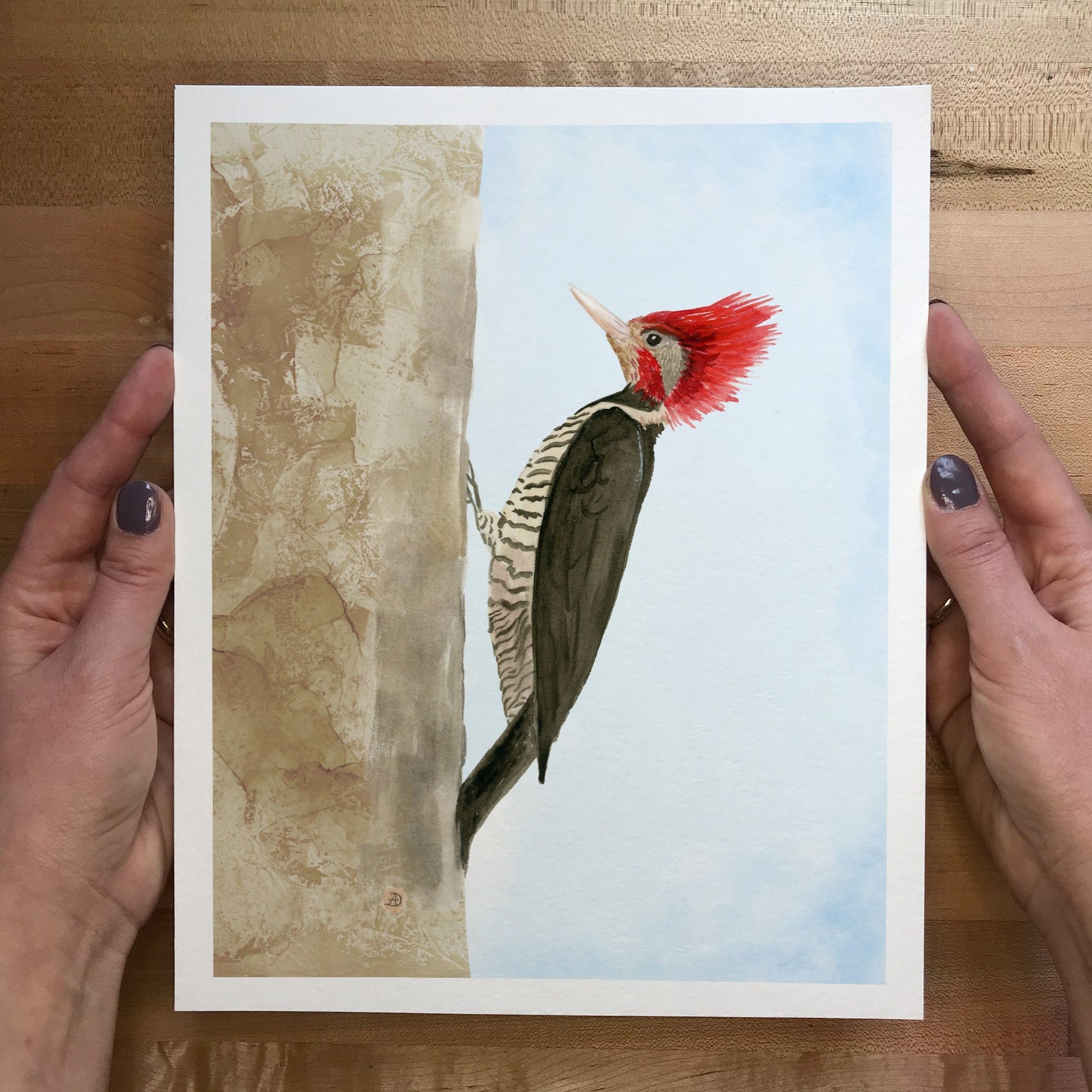Helmeted woodpecker art print