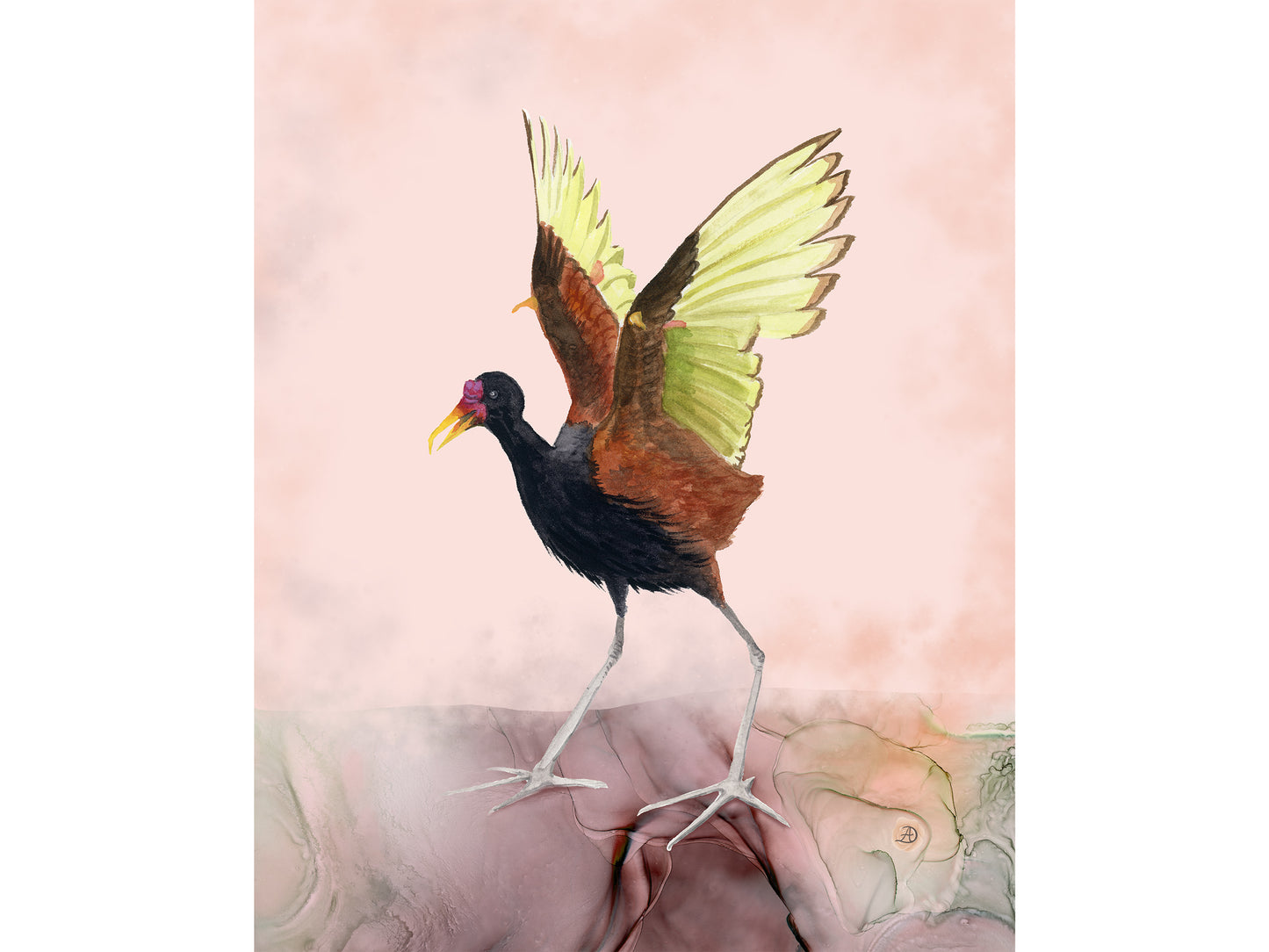 Wattled Jacana - Bird Art Print