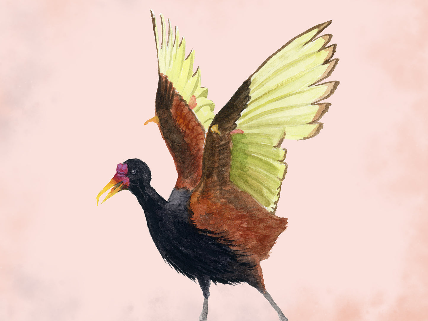 Wattled Jacana - Bird Art Print