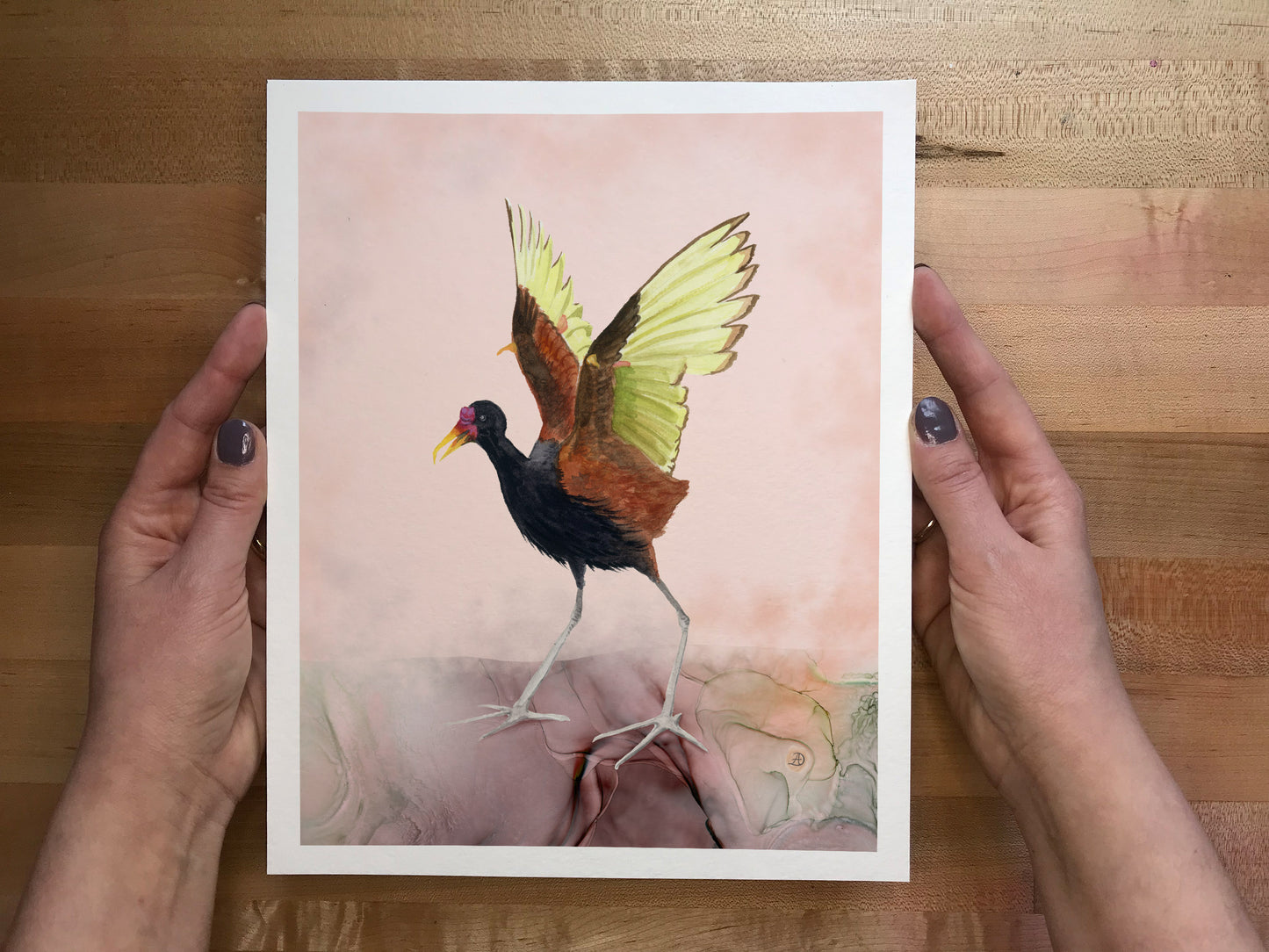 Wattled Jacana - Bird Art Print