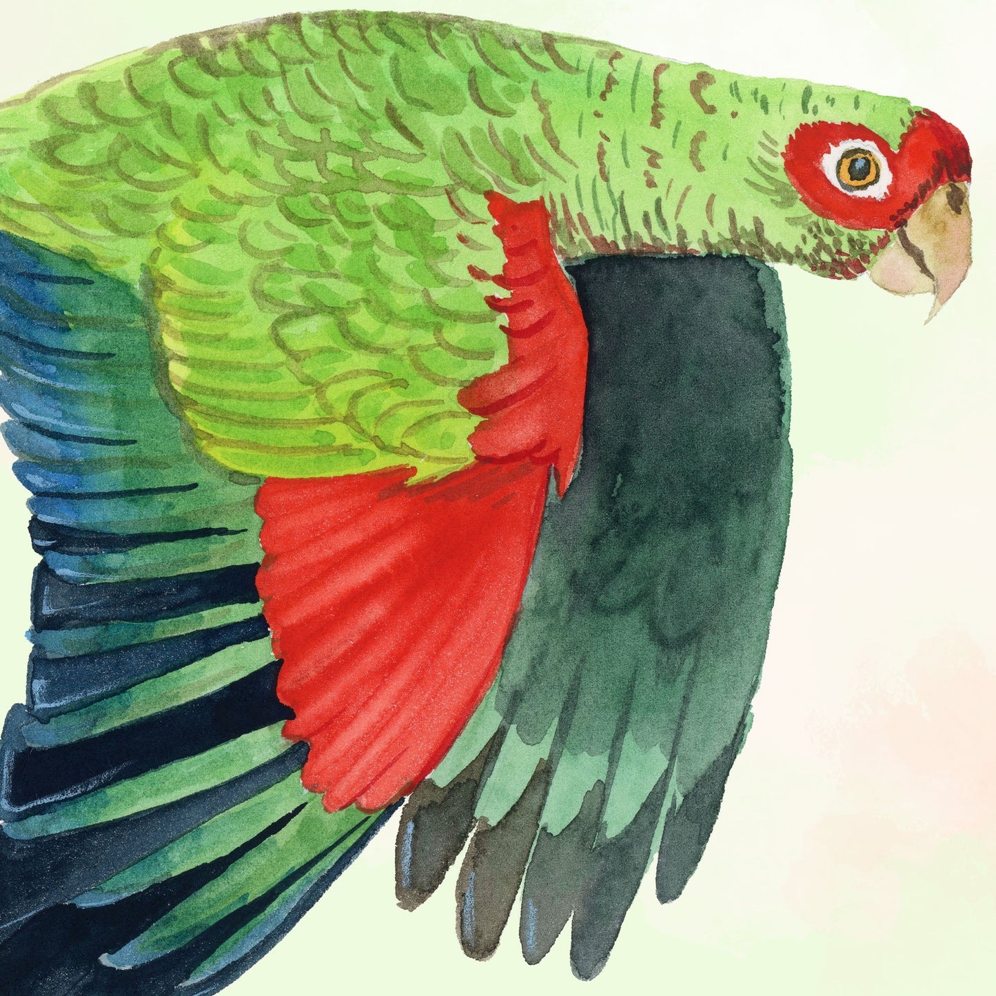 Red-spectacled Parrot - Art Print