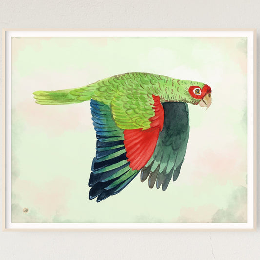 Red and green parrot painting by Andreea Dumez