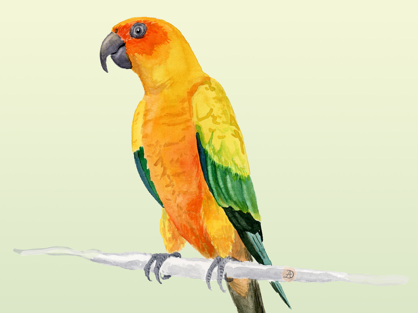 Sun Conure Parrot - Art Print