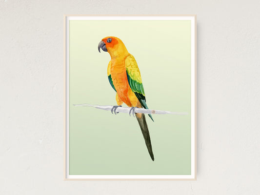 Sun Conure Parrot - Art Print