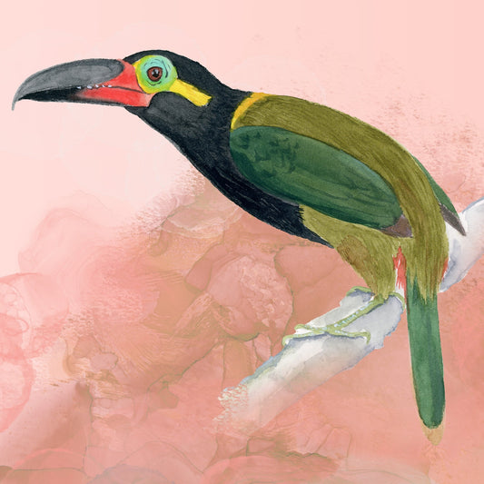 Pretty Guyana Toucanet