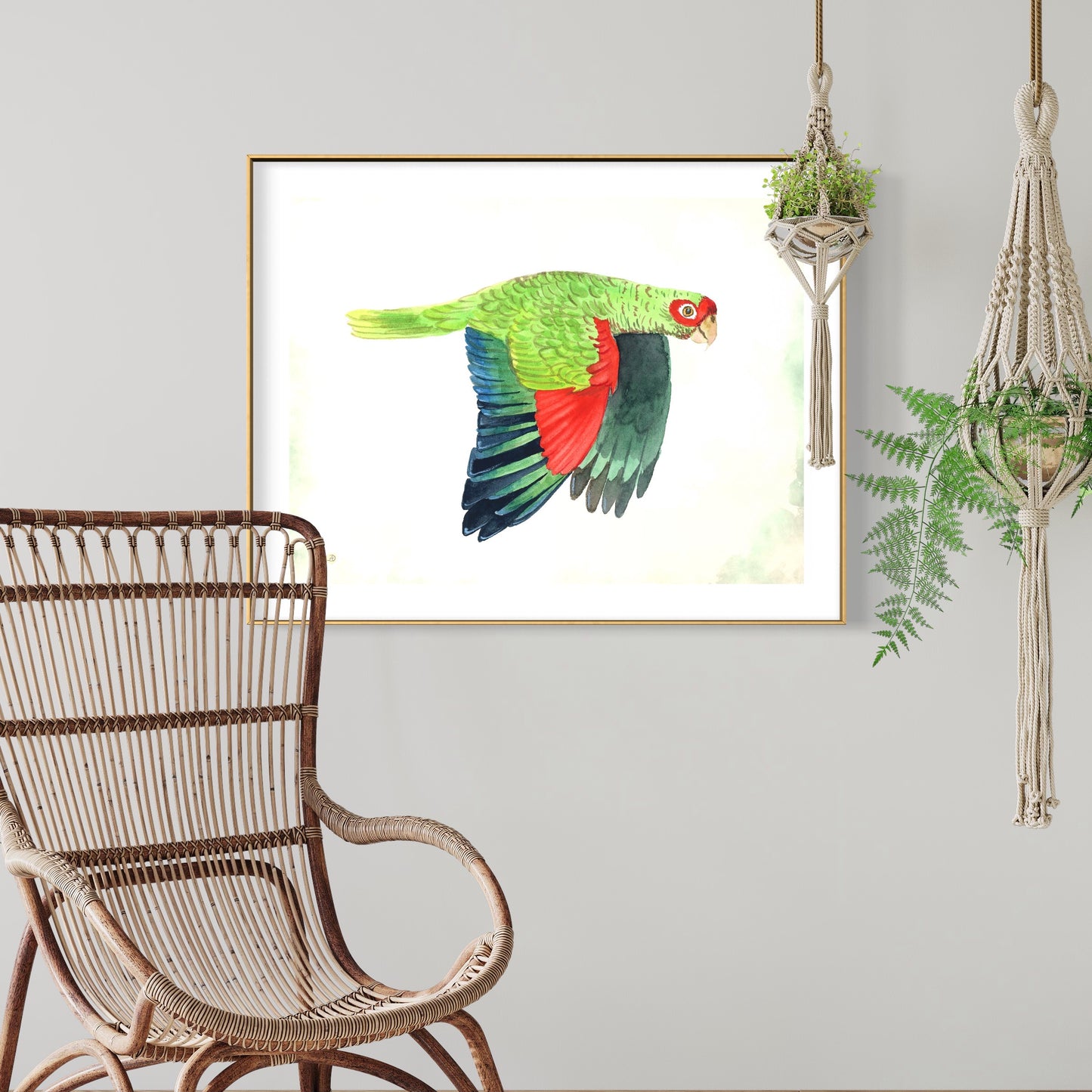 Red-spectacled Parrot - Art Print