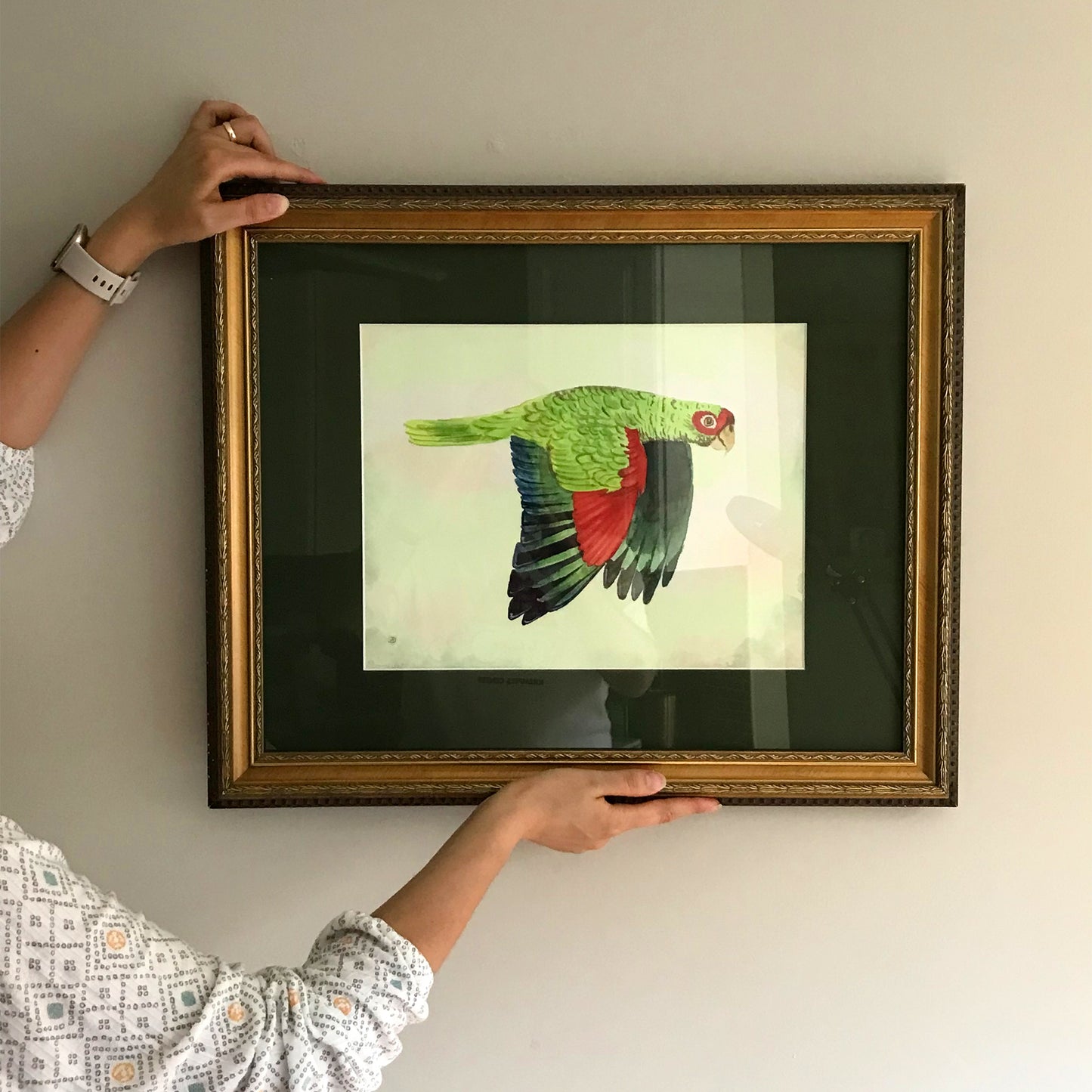 Red-spectacled Parrot - Art Print