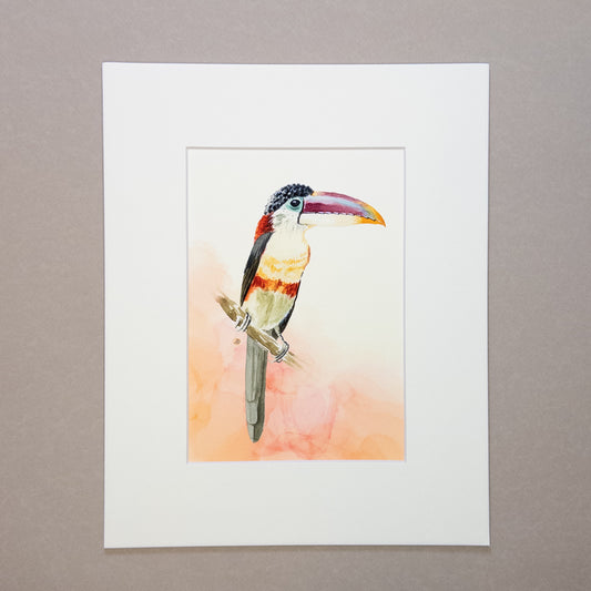 Curl-crested Aracari Art Print