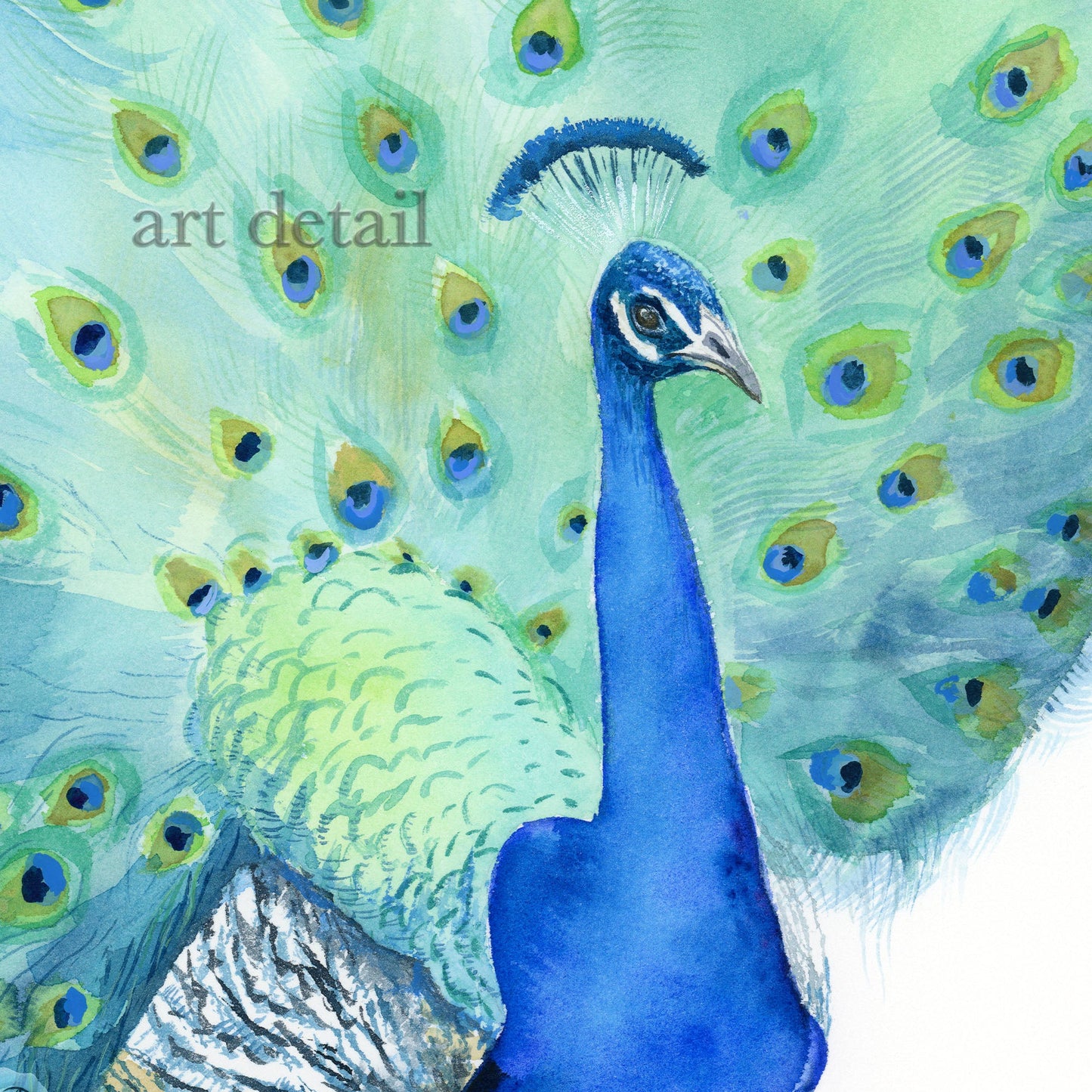 Peacock No1 - Art Print