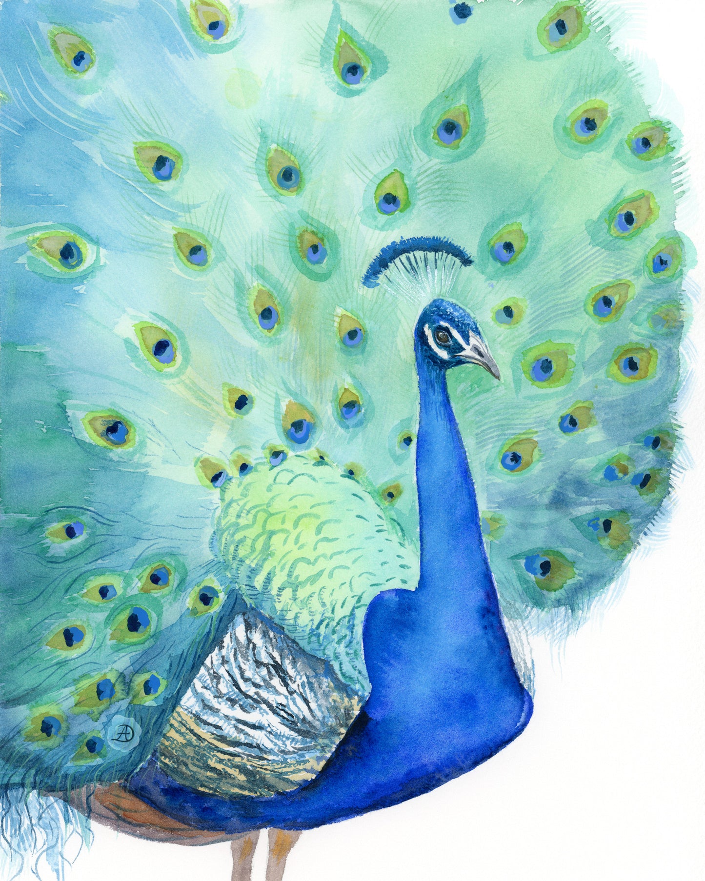 Peacock No1 - Art Print