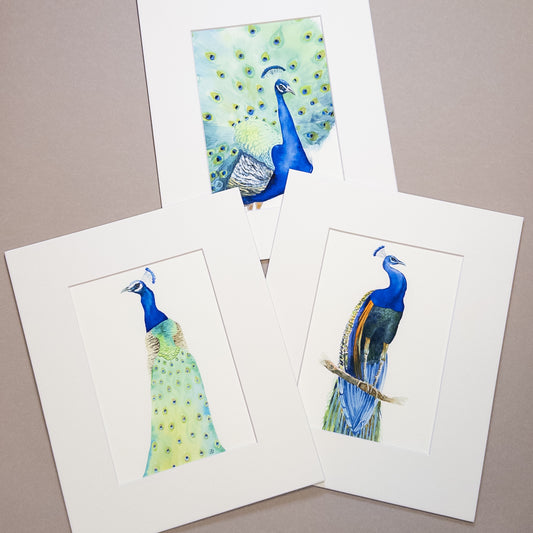 Set of Three Peacocks - Matted Art Prints