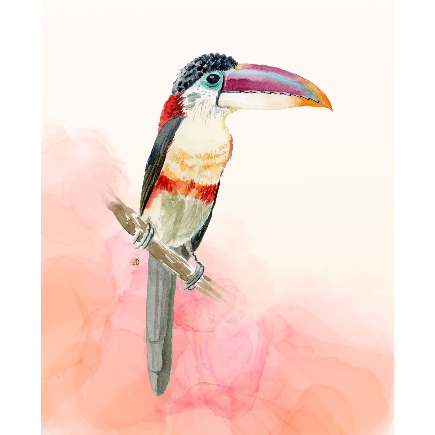 Curl-crested Aracari Tropical Toucan Bird, a Watercolor Art Print