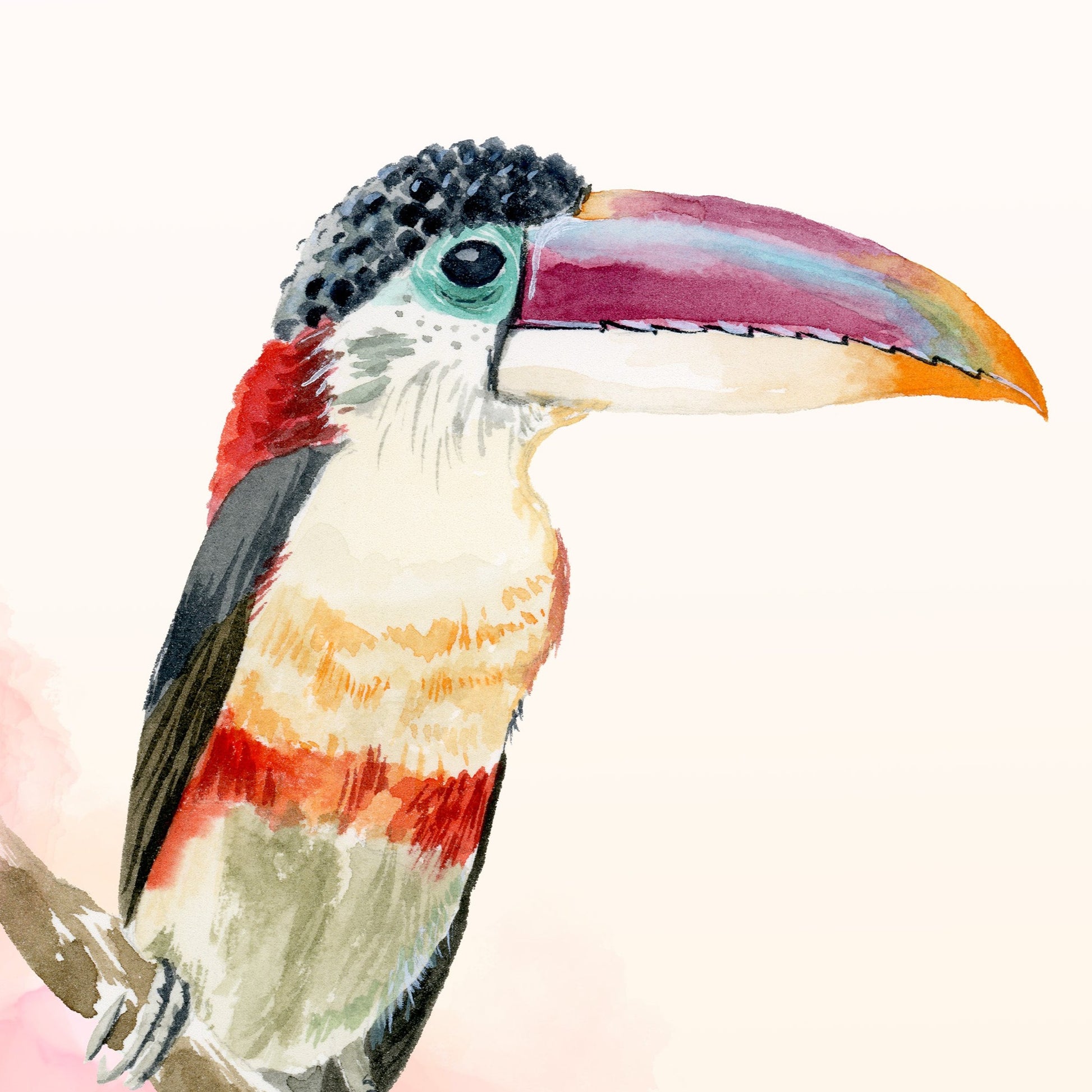 Detail of Curl-crested Aracari Tropical Toucan Bird, a Watercolor Art Print