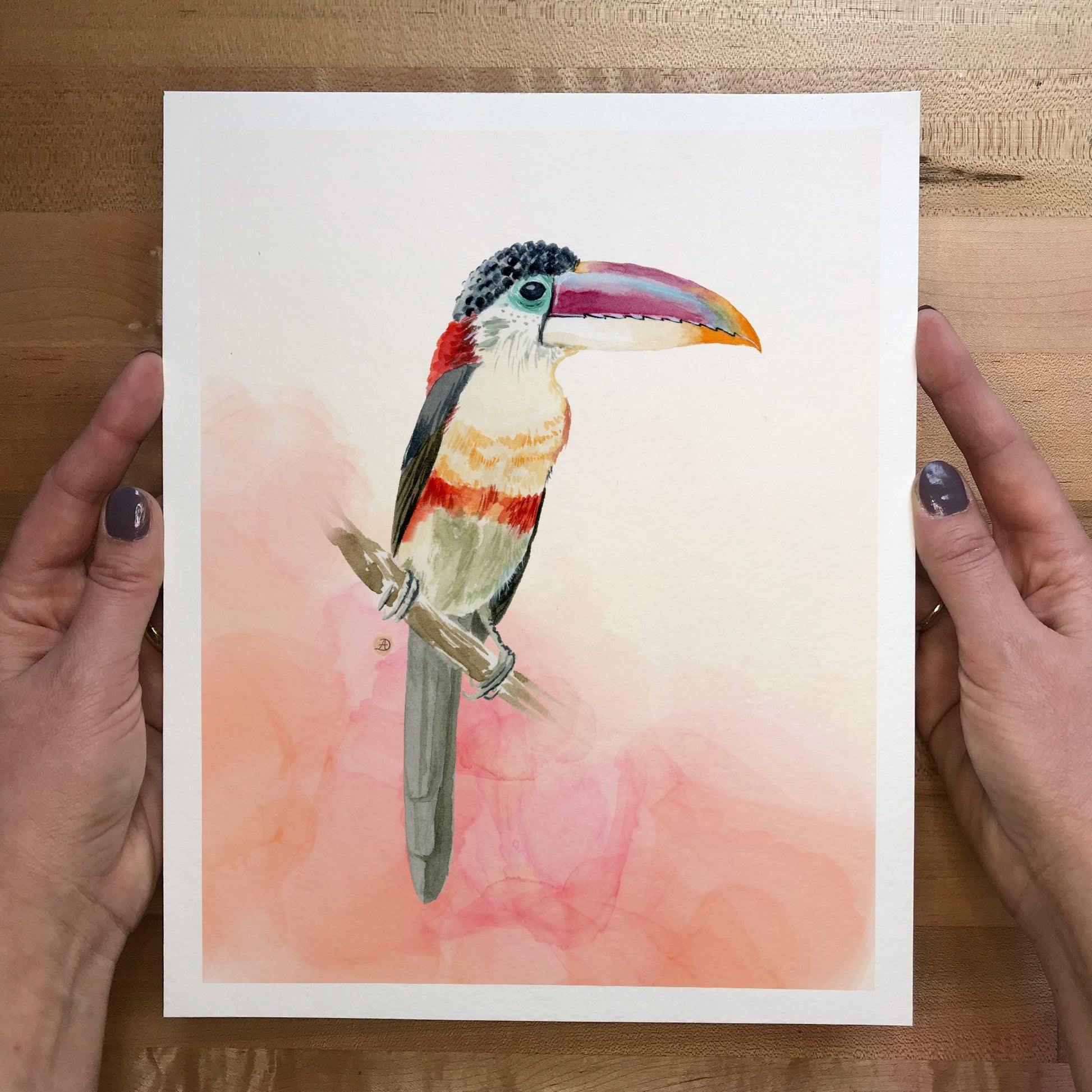 Curl-crested Aracari Tropical Toucan Bird, a Watercolor Art Print